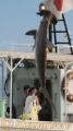 引き揚げられるシュモクザメ。　湯島沖有明海でフカ狩り＝上天草市
