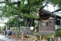 県指定天然記念物の将軍木の枝が折れる＝菊池市
