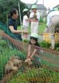 水田にアイガモを放鳥する園児＝南関町