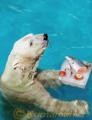 ホッキョクグマに氷の贈り物＝熊本市動植物園