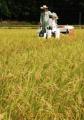 上天草市松島町で天草地方特産の早期米の収穫が始まる