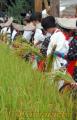 抜穂祭でイネを刈り取る早乙女と田男たち＝南小国町