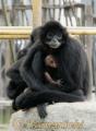 赤ちゃんを抱くクロクモザル＝熊本市動植物園