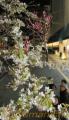 咲き誇るヒマラヤザクラとサクラ色イルミ＝熊本市