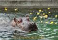 ユズのプールを泳ぐモモコ・熊本市動植物園・冬至