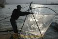 シロウオ漁・引き揚げられる「四つ手網」＝天草市