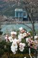 開花した市房ダム湖畔の桜＝水上村