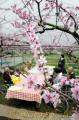 桃園で桃の花見をするお年寄りたち＝南関町
