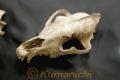 肥後の博物学・絶滅したニホンオオカミの頭の骨