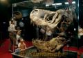 恐竜展２０１２ｉｎくまもと。世界最大のティラノサウルスの頭骨化石