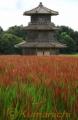 鞠智城で古代米赤く色づく＝山鹿市