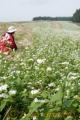 波野のソバ畑で純白の花が見ごろ＝阿蘇市