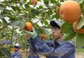 太秋柿を収穫する芦北高の生徒たち＝芦北町