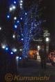 光のページェント＝熊本市。ＬＥＤの青い光で装飾された街路樹