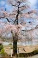 見ごろを迎えた「笹尾のしだれ桜」＝熊本市北区植木町