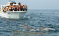 イルカの海開き・見学船の近くを泳ぐイルカ＝天草市