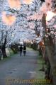 立岡自然公園の桜が満開。ぼんぼりに照らされた桜並木を楽しむ花見客＝宇土市