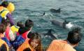 イルカの海開き・見学船の近くを泳ぐイルカ＝二江沖