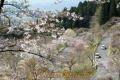 高森峠の千本桜。急カーブが連続する高森峠旧道に植えられた桜＝高森町