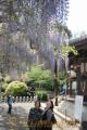 境内を紫に彩る県指定天然記念物「山田の藤」＝玉名市