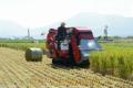 昨夏の豪雨で被災した農地であった飼料用稲の収穫作業＝阿蘇市山田