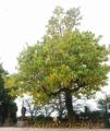 菱形小にあるカタルパの巨木。粗放記念館の木と「兄弟」と判明＝熊本市