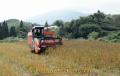 赤褐色のそば畑で収穫作業をするコンバイン＝阿蘇市