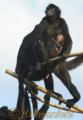 熊本市動植物園のクロクモザル、モンキーアイランド