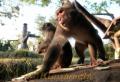 熊本市動植物園のニホンザル、サル舎リニューアル