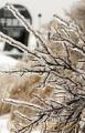 枝を覆う雨氷・阿蘇地方で積雪＝阿蘇市