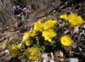 岩宇土山のフクジュソウ見ごろに＝八代市