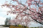 桃色の花がほぼ満開となっているカワヅザクラ＝芦北町の御立岬公園