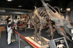 くまもと森都心プラザに展示された恐竜の骨格標本＝熊本市西区