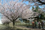 富士フイルム九州の敷地南側の「春めき桜」の並木。町道を散歩しながら花見をする人も多い＝菊陽町