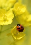 菜の花の上を動き回るテントウムシ＝熊本市動植物園