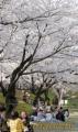 桜満開でにぎわう熊本城＝熊本市
