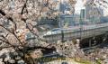 満開の桜の横を走る新幹線「さくら」＝熊本市