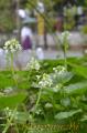 かれんな花を付けた葉わさび＝熊本市南区の河尻神宮