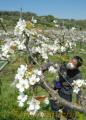 一面に白い花が咲いているナシ農園＝氷川町