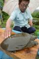 重さ３．８キロのスッポン＝山都町