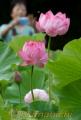 大輪の花を咲かせた大賀ハス＝山鹿市鹿央町