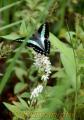 白い花が密生したノジトラノオとアゲハチョウ＝阿蘇
