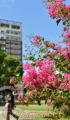 サルスベリの花見ごろ＝熊本市