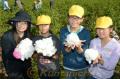 収穫した綿花を手にする小学生ら＝あさぎり町