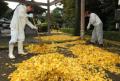 イチョウの葉を掃除する人々＝熊本市