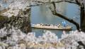 人吉城跡の桜と球磨川下りの舟