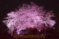 年賀塚の桜ライトアップ