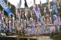 「鯉のぼり祭り」が開幕
