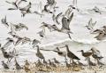 干潟で群舞するシギ・チドリ