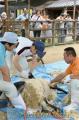 熊本市動植物園でヒツジの毛刈り